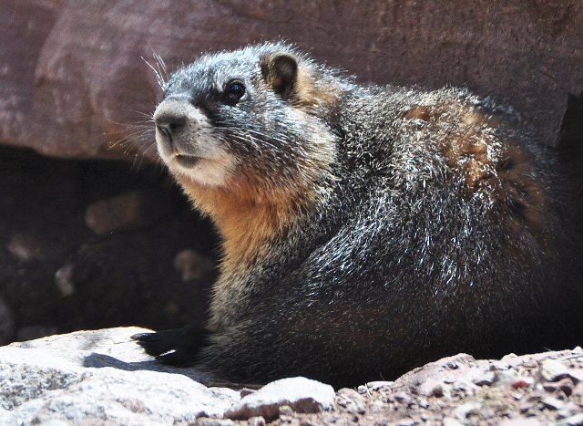 yellow-belled marmot